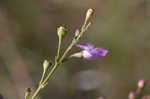 Tenlobe false foxglove